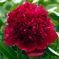 Paeonia-Red-Charm Paeonia-Red-Charm