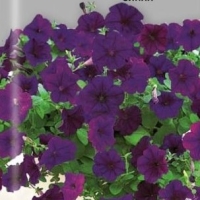 �������������������������������