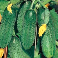 ogurec-puchkovogo-tipa-zavyazi-s-aktivnym-tipom-vetvleniya-predannost-f1 ogurec-puchkovogo-tipa-zavyazi-s-aktivnym-tipom-vetvleniya-predannost-f1