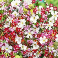 ��������� ������� �����