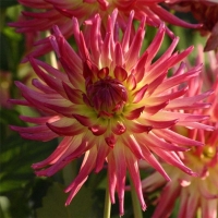 ���� ���� 77b