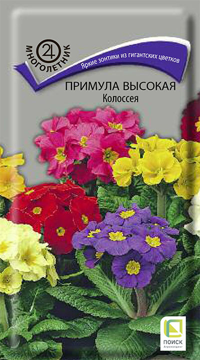 примула колоссея примула колоссея