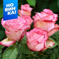 паулина паулина