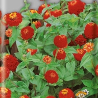 �������� �������