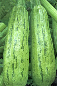 f1_8790f139-914c-41ab-a715-a5f8dc69a501