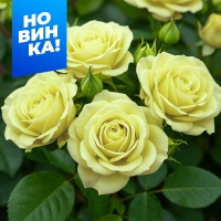 нефрит нефрит