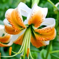 Lilium-Lady-Alice