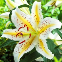 Lilium-oriental-hybrids-Auratum Lilium-oriental-hybrids-Auratum