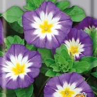 ������ ����� �����