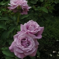 �������������������������������