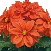 ������� ���������