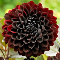 ����� ���