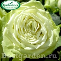 �������������������������������