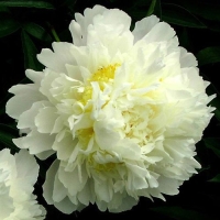 Jin dai wei  ������� ����� 1