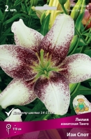 liliya_asia_tango_izi_spot_kaper liliya_asia_tango_izi_spot_kaper