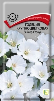 godecia_krupnocvet_vaiser_straus
