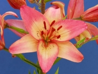 ��� ����