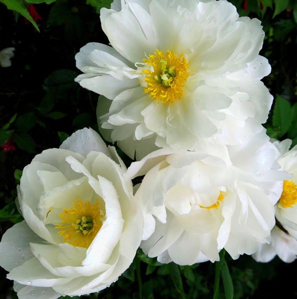 ���� ���� �������1