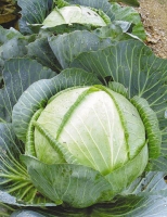 f1_4543e860-5be1-4ac1-b4b9-291af2ec69e5