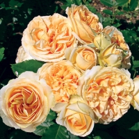 47641_Guillot_Genevieve-Orsi 47641_Guillot_Genevieve-Orsi