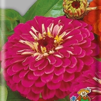 ������ ����������������� ��������� ����