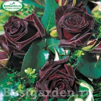 f1_d6b9f4b3-abe5-4dcc-8fad-206696cd63ca f1_d6b9f4b3-abe5-4dcc-8fad-206696cd63ca