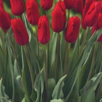 Red Proud
