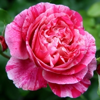 f1_23e7f018-ad2f-4185-a157-fb8f404d8e04