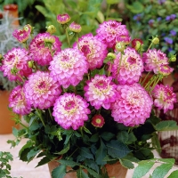 Dahlia-Melody-Dixie-�