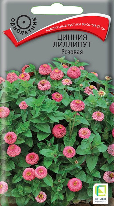 цинния лил розa цинния лил розa