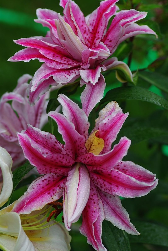 f1_53cd9f03-19e2-40c9-b522-0d27bf6132e9