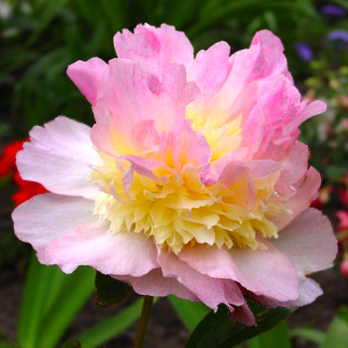 Paeonia-Raspberry-Sundae