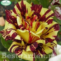 �������������������������������