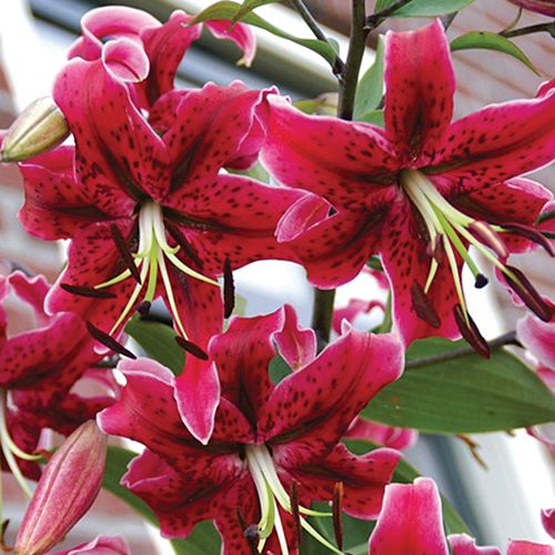 f1_03b05d45-1989-4db7-82b5-886aa4dd186f f1_03b05d45-1989-4db7-82b5-886aa4dd186f