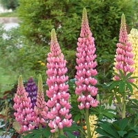 Люпин Чателайн Люпин Чателайн