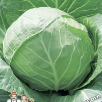 kapusta-belokochannaya-chudo-ultrarannee-f1