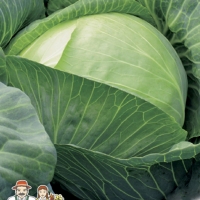 kapusta-belokochannaya-chudo-na-rekord-f1