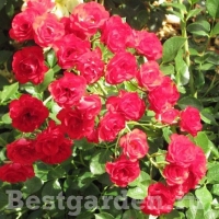 Scarlet-Meidiland-D?cor