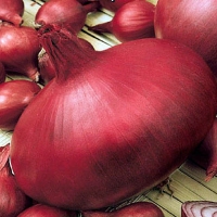 8808-semena-luk-repchatyj-red-baron-05g-ot-aelita