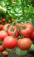 tomat-banzay-desertnyy