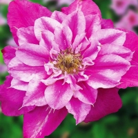 Май Дарлинг Май Дарлинг