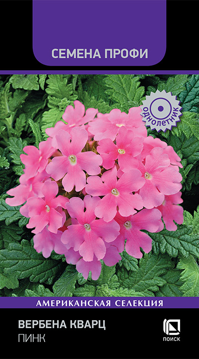 verbena_kvarc_pink verbena_kvarc_pink