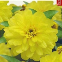 ��������� �����