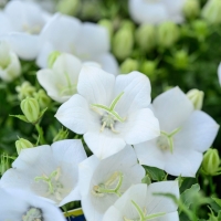 ����������� �� ���������� �����