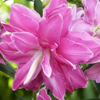 ����� ��������� �������� ����� ������