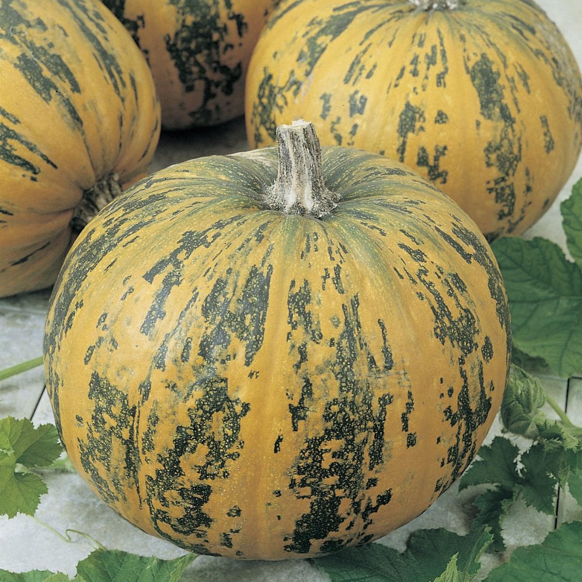 ����� ��������� ���������