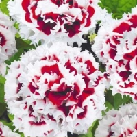 �������������������������������