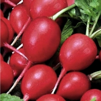 Редис-чемпион-седек Редис-чемпион-седек