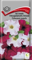 petunia_grandiflora_prizm_rubinovaya_svadba