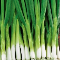 luk-batun-aprelskii-RG-33-02-ru.indd_ luk-batun-aprelskii-RG-33-02-ru.indd_